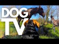 GoPro DogTV 10hrs Of Serene Virtual Dog Walks Along Soothing Riverbanks Dog POV 