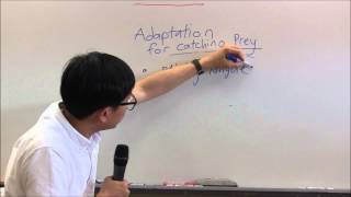 Adaptation for catching prey