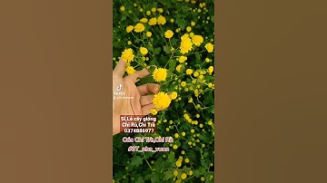 [3T_TV] Sỉ, Lẻ cây giống Cúc Chi, Chi Trà, Chị Rủ #cucchitra #cucchiru #3T_nha_vuon