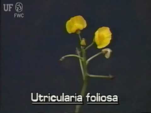 فيديو: معلومات Utricularia Bladderwort - نصائح حول العناية والعناية بـ Bladderwort
