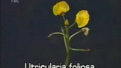 bladderwort (Utricularia foliosa) - DayDayNews