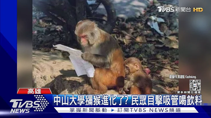 笑死! 中山大学校区猴子进化了?母猴看考卷“训斥小猴”｜TVBS新闻 - 天天要闻