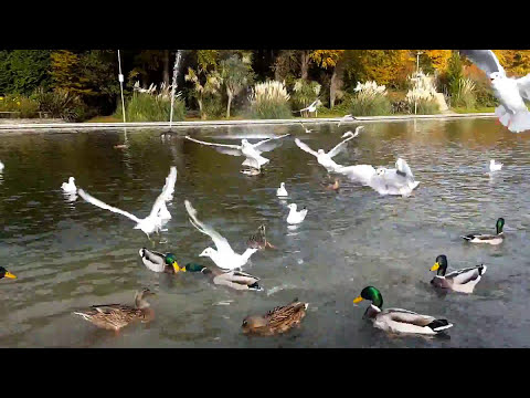 Video: How To Feed Ducks In The Park