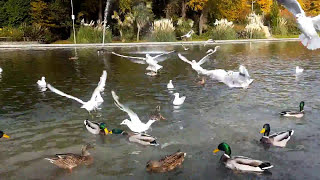 Feeding  ducks and seagulls in the park. Bread time...