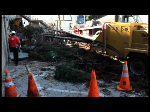 A Plus Tree - Redwood Tree Removal in SF - YouTube