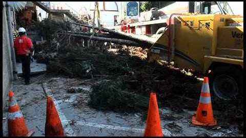 A Plus Tree - Redwood Tree Removal in SF