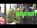 Jackfruit review  weird fruit explorer  episode 17