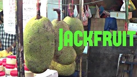 Jackfruit Review - Weird Fruit Explorer : Episode 17