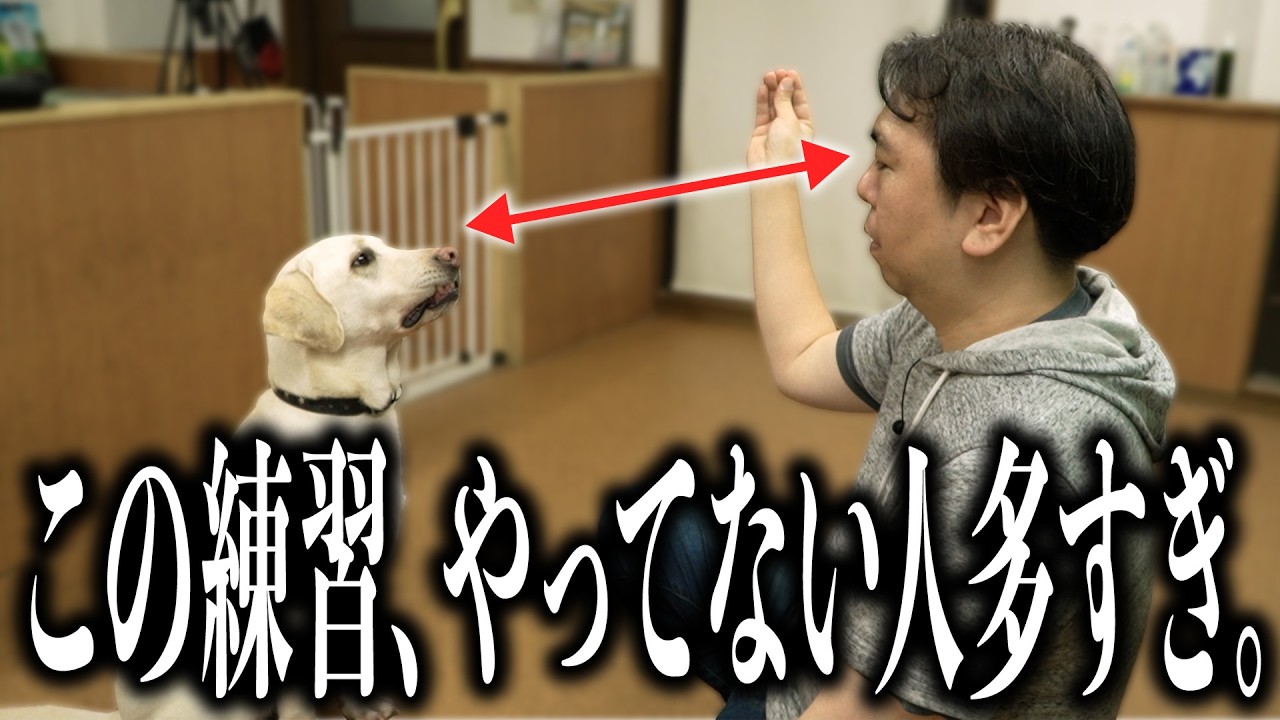 【犬 しつけ】言葉よりも伝わる、「目」のコミュニケーション