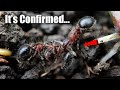 What Scientists Discovered About Mystery Ant # 555 | The Big Surprise Ending