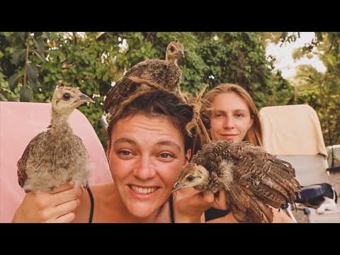 Video: ¿Qué aspecto tiene un pavo real hembra? Condiciones para mantener aves
