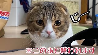 獲物をねらう時も真ん丸な猫に襲われました！