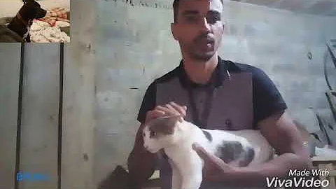 Qual a dosagem de Terramicina para gatos?