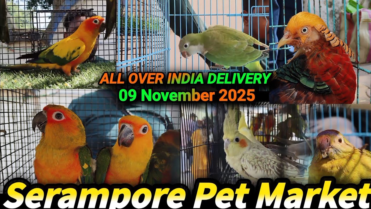 Serampore Pets Market 2025 🦜|Exotic Birds Price List | Conure,Cockatiel,Lovebirds|All India Delivery