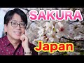 【Japan Sakura】Cherry Blossom Beauty さくら美しく咲く