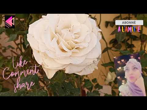 الشاب حسني مولات السالف الطويل