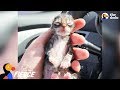 Newborn Kitten Who Was Frozen Solid Grows Up To Be Strong And Feisty | The Dodo Little But Fierce