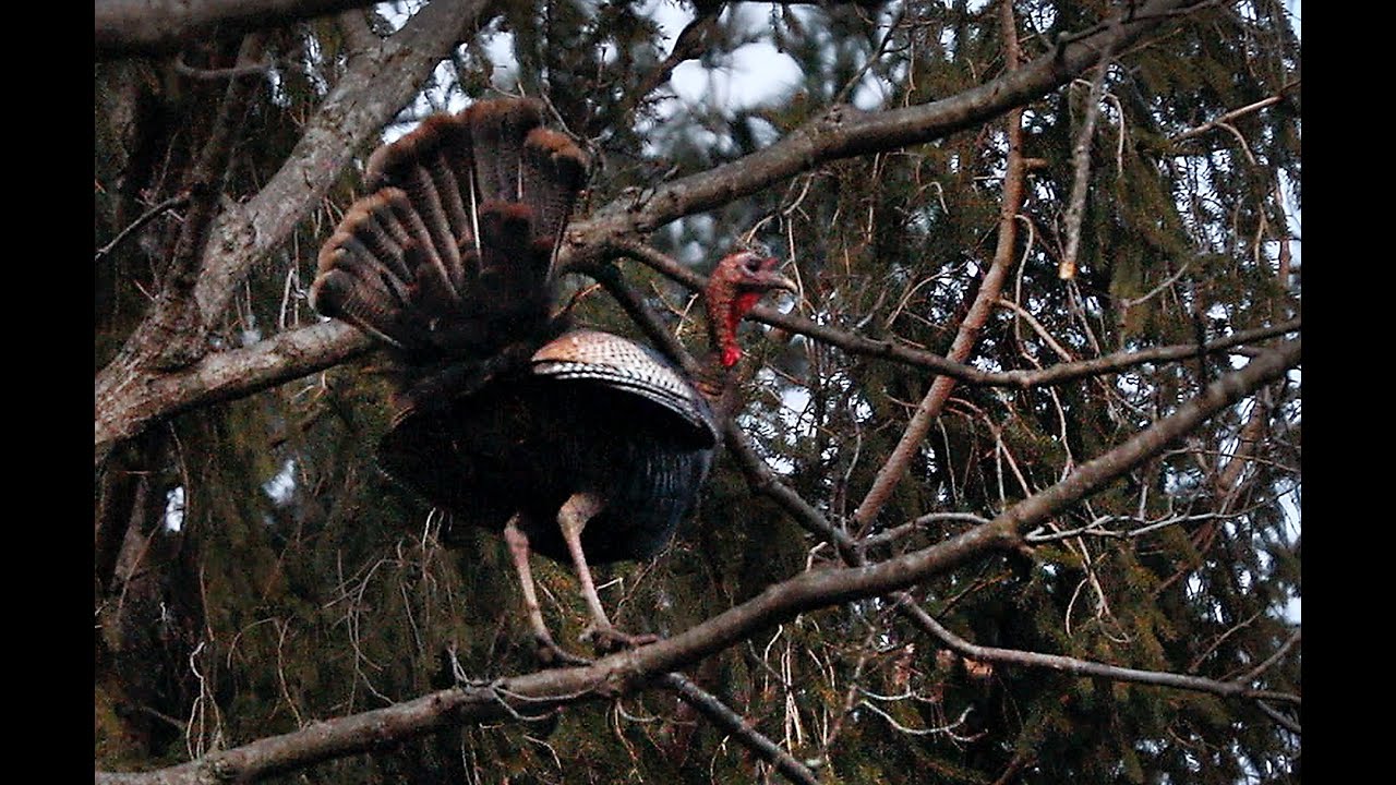 Do Wild Turkeys Roost In The Same Tree Every Night?