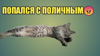 ПОПАЛСЯ С ПОЛИЧНЫМ😠 ДОКАЗАТЕЛЬСТВО КРАЖИ / КАМЕРА /КОТ КРАДЕТ ФАРШ😾ПРАНКИ НАД ХОЗЯЕВАМИ