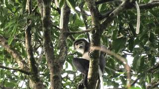 There Are Three Species of Douc Langurs; These Are Black-Shanked Doucs.