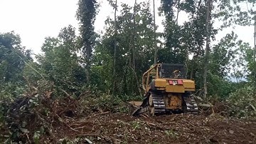 Dozer Land Clearing Power — Opening New Plantation Ground