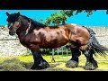 Cai care necheza, nechezat de cal (horses sound)