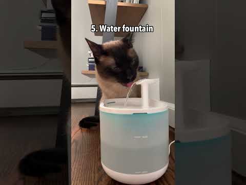Video: Cum să faci o pisică fugă să se întoarcă acasă