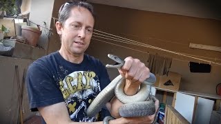 Black Mamba Capture In A Stormwater Drain