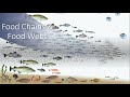 Food Chains and Webs Energy Flow and Interactions
