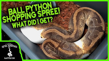 BALL PYTHON SHOPPING SPREE AT FREEDOM BREEDER!