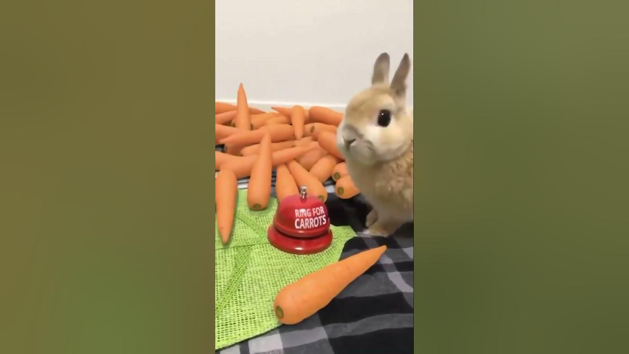 Favorite Friends / Rabbits are not rodents they are lagomorphs. YouTube