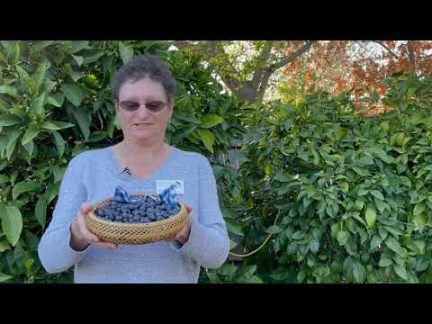Video: Blåbær pH Jordniveau - Sænkning af blåbærjordens pH