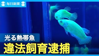 “光る熱帯魚”　違法飼育・販売の疑い　業者を逮捕　警視庁