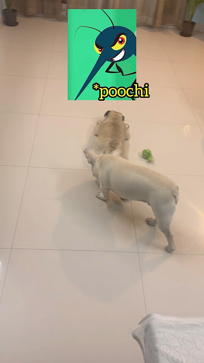 Minivlog #171 |🥲பூச்சிவாயனுக்கு நாளே சரி இல்லாம போச்சு🤣 #kaaviyamadhubalan #pets #comedy #funny