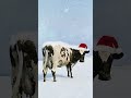 Merry Christmas from Pink Floyd 🐄🎄❄️