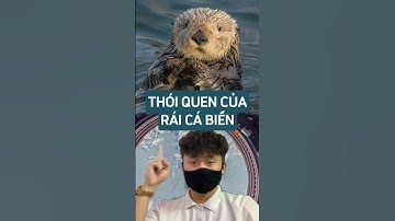 Thói quen của rái cá biển #metrithuc