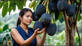 Harvest Dark Blue Jackfruit To Sell At The Market - Make Delicious Jackfruit Yogurt