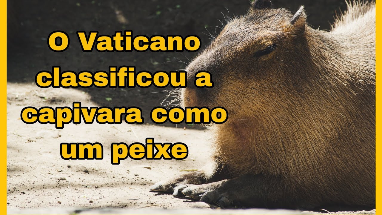 Rato gigante - capibara