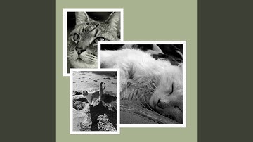 Pulsating Lonely Cat