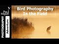 Bird Photography: Wildlife Photography in the Field