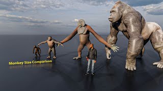 Monkey Size Comparison | 3D Animation #animation #animals