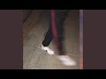 Miniature de la vidéo de la chanson Night Squirrel