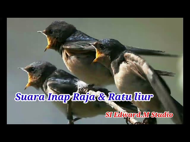 Suara Inap Raja & Ratu Liur , suara inap walet paling mantap class=