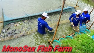 MonoSex Tilapia Fish Fry Breeding Farm মনোসেক্স - Travel Tride