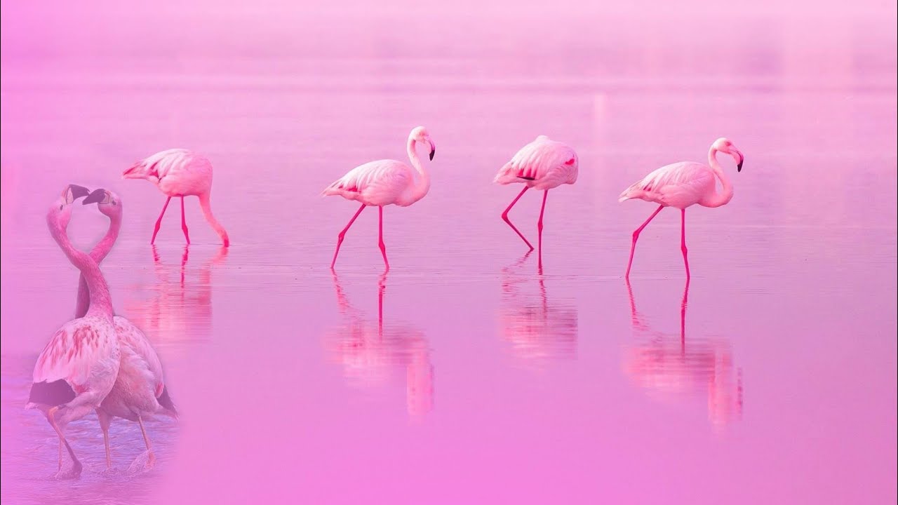 Розовое озеро в азербайджане