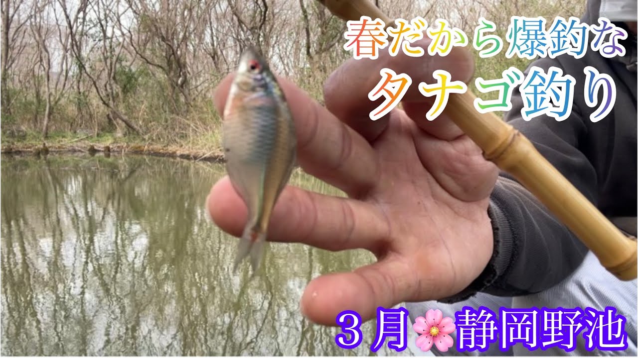 【タナゴ釣り】竹ぼうきで作った自作タナゴ竿で、春のタナゴ釣り🌸今年初のタナゴは釣れるか⁉️静岡野池！