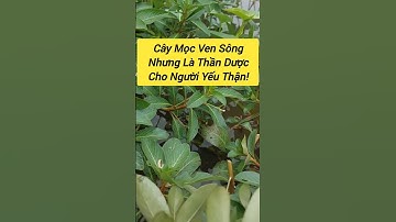 Bài Thuốc Quý Cho Người Bị Yếu Thận, Tiểu Ra Máu!#songkhoe#rauduanuoc#thậnYếu #lanhmanhtuthiennhien