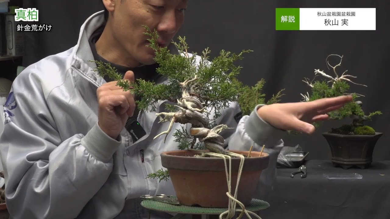 真柏 針金の荒がけ｜秋山 実