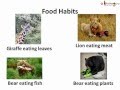 Download Animals With Their Food Chart Images