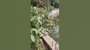 Trimming of eggplant branches #work #gardening #relaxingsounds #youtubeshorts